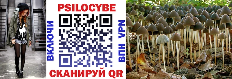 Псилоцибиновые грибы Psilocybine cubensis  Новотитаровская 